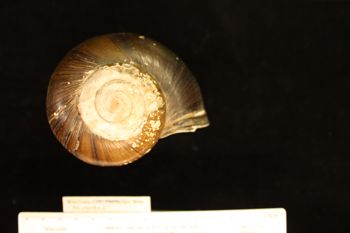 Media type: image; Malacology 141905